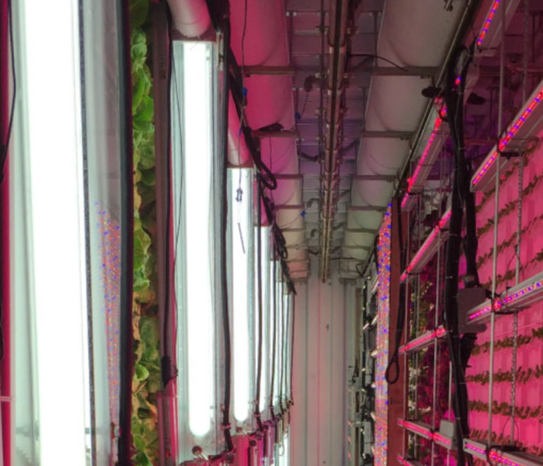 Vertical Farming: Energy-Efficient Conveyor Systems for Enhanced ROI